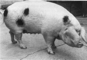 Schwein.gif (24300 Byte)