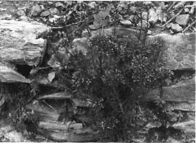 Felsenfetthernne.JPG (23687 Byte)