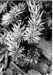 KriechendeSprosse.GIF (61931 Byte)