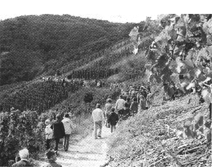 Rotweinwanderweg.GIF (159309 Byte)