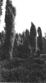 Bestand.gif (44901 Byte)