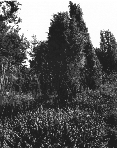 Wacholder.gif (63356 Byte)