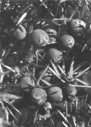 Wacholderbeeren.gif (46959 Byte)