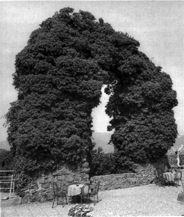 Rolandsbogen.gif (43939 Byte)