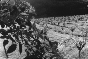 Holunder.gif (59044 Byte)