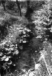 Bachlauf.gif (58908 Byte)